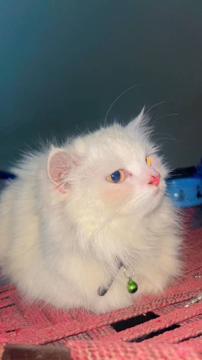 Persian cat for sale