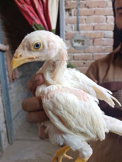 chiks sale quality blood Line breed