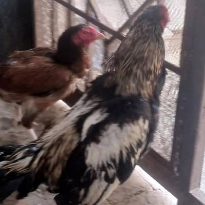 4 murghay or 2 murghian for sale