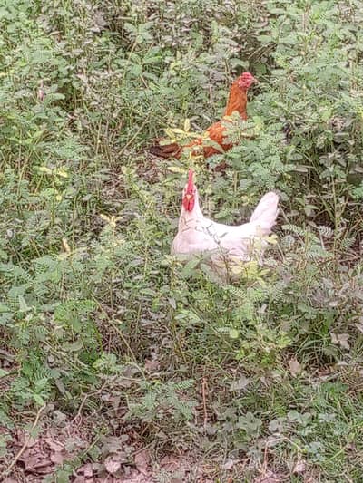 My hen name is lucky and age 4 month