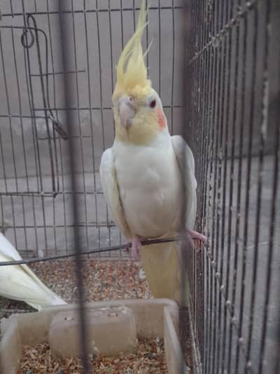 Talking cocktail pair for sale +923267409123