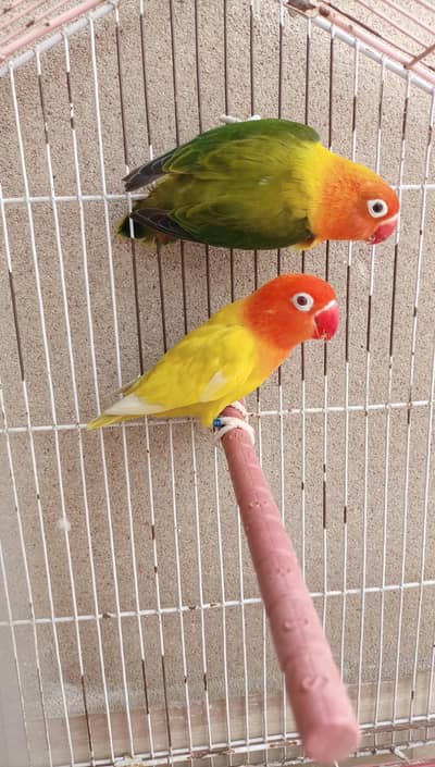 Love birds