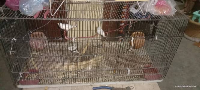 Folding iron cage. Zebra finches Breeder pair and pathy.