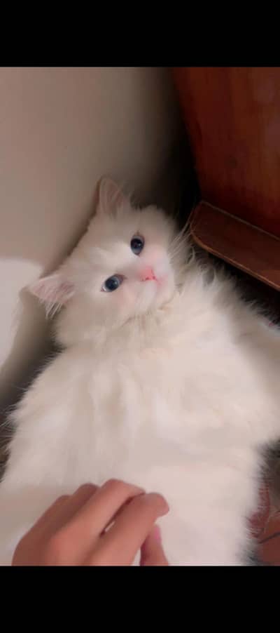 Persian female cat for sale