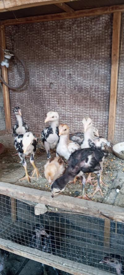 Turkish hint chicks