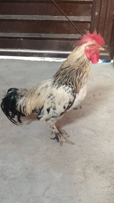 Fancy breed male and Desi female