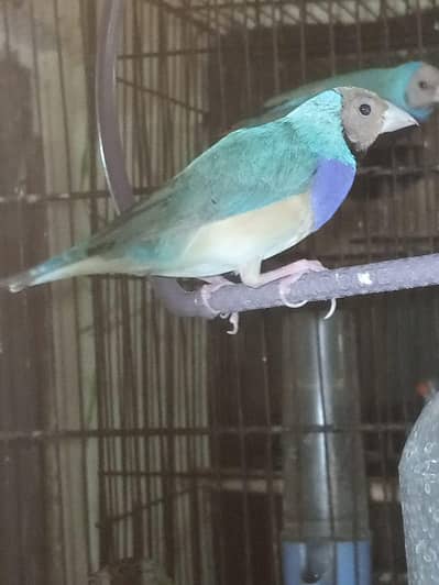 Goldin blue mail for sale
