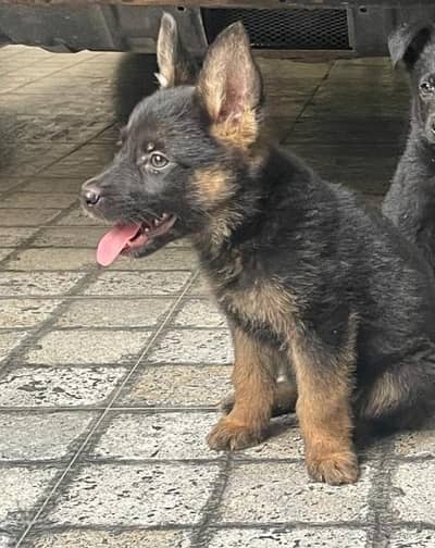 3 mnths age German shepherd female puppy