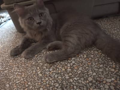 kitten 4 sale