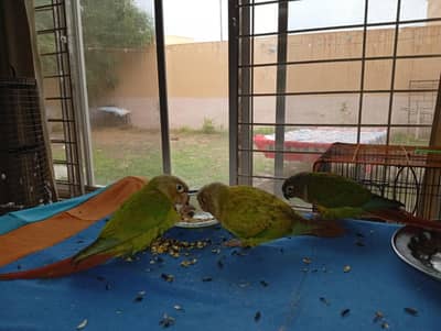 pineappleconure pair and green chick conure pair for sale