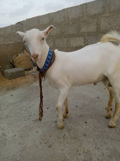 4mah ka gulabi Bakra h taddy