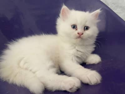 Persian kitten Triple coated