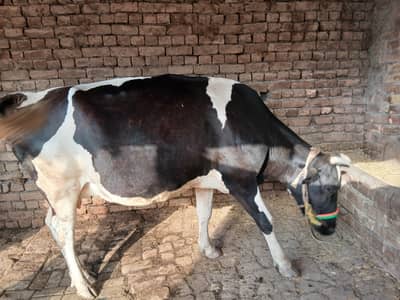 cow for sele