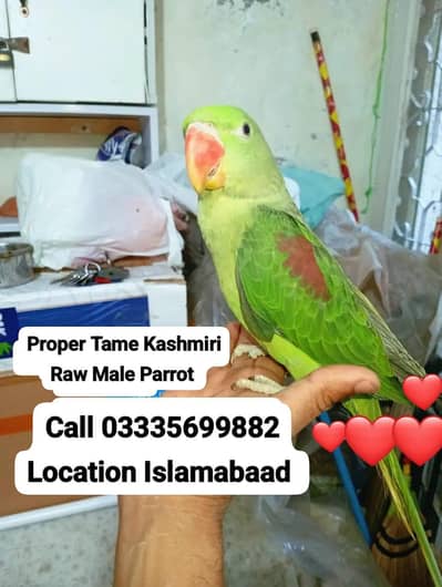 Proper Hand Tamed Full Friendly Kashmiri Raw Male Parrot Jumbo Size