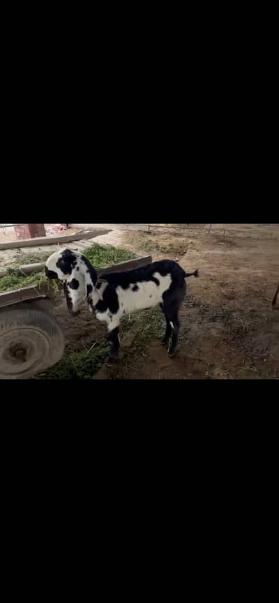 Bakriyan for sale