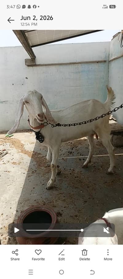 Rajan Puri cross female Bache ba female