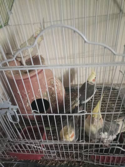 4 cockatiels healthy and active