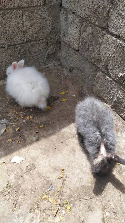angora rabbits