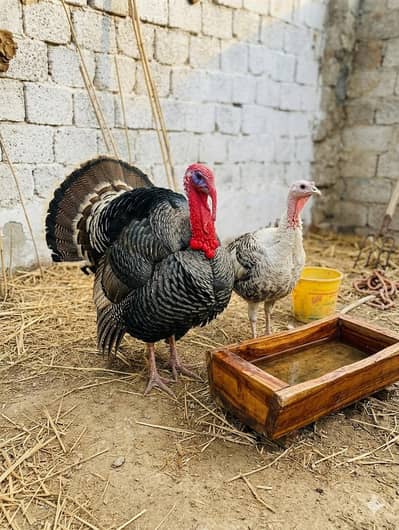 Turkey  pair for sale