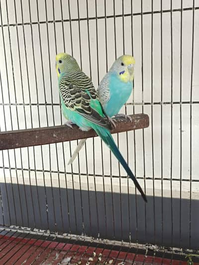 Budgies Breeder pair For sale