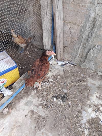 Aseel Sindhi hen