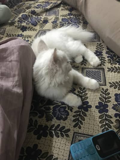 Persian cat 03020002633
