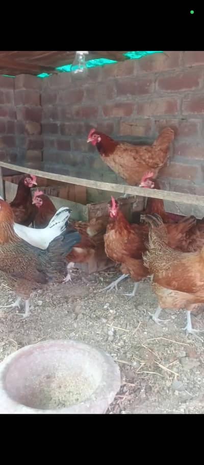 golden misri 7 female