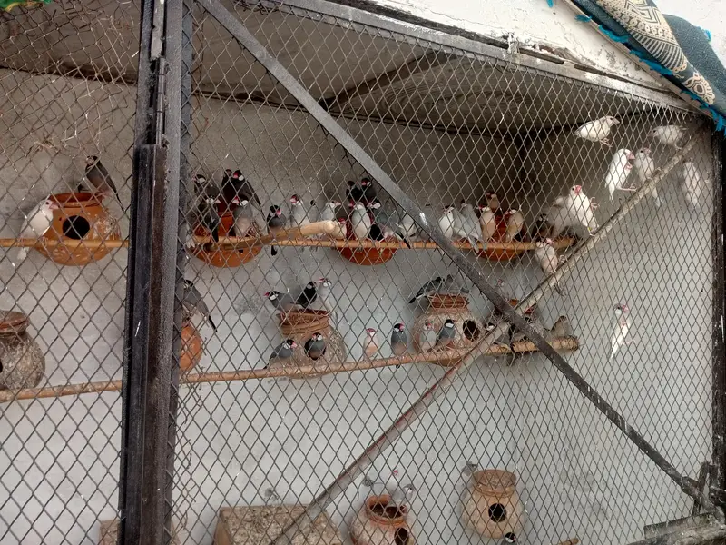 Jawas birds