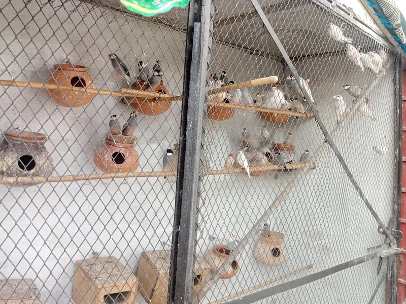Jawas birds — photo 2