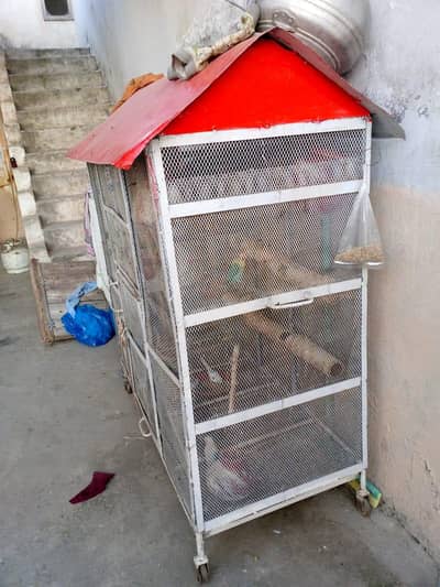 Parrots For sell With Pinjara