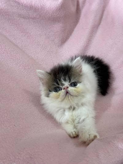 Persian long hair/piki/peke cats/kitten