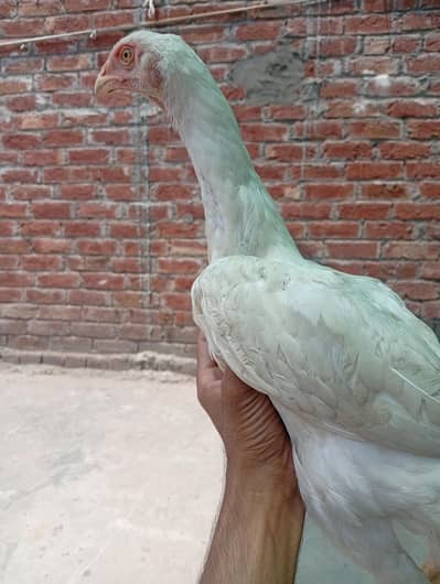 White Shamo madi