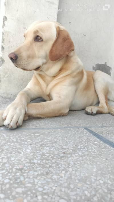 Labrador puppy