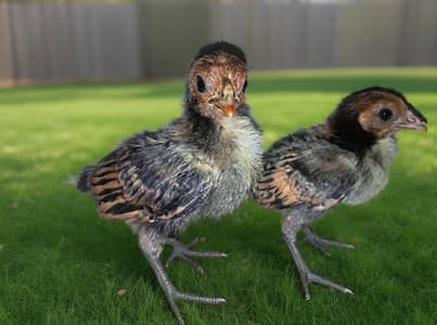 Golden Sebright Chicks