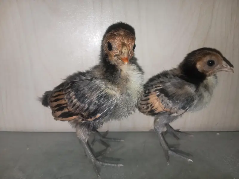Golden Sebright Chicks — photo 2