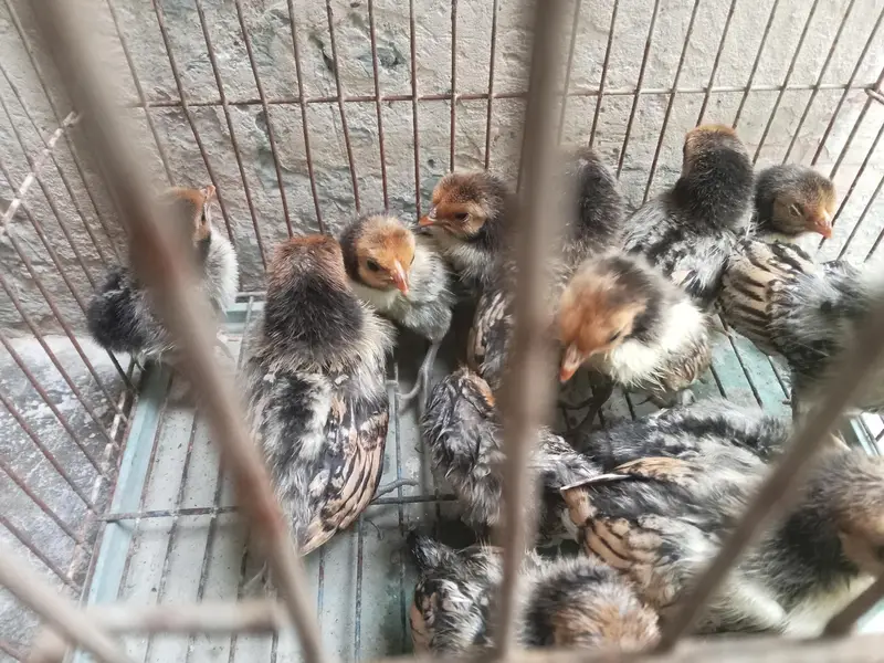 Golden Sebright Chicks — photo 3