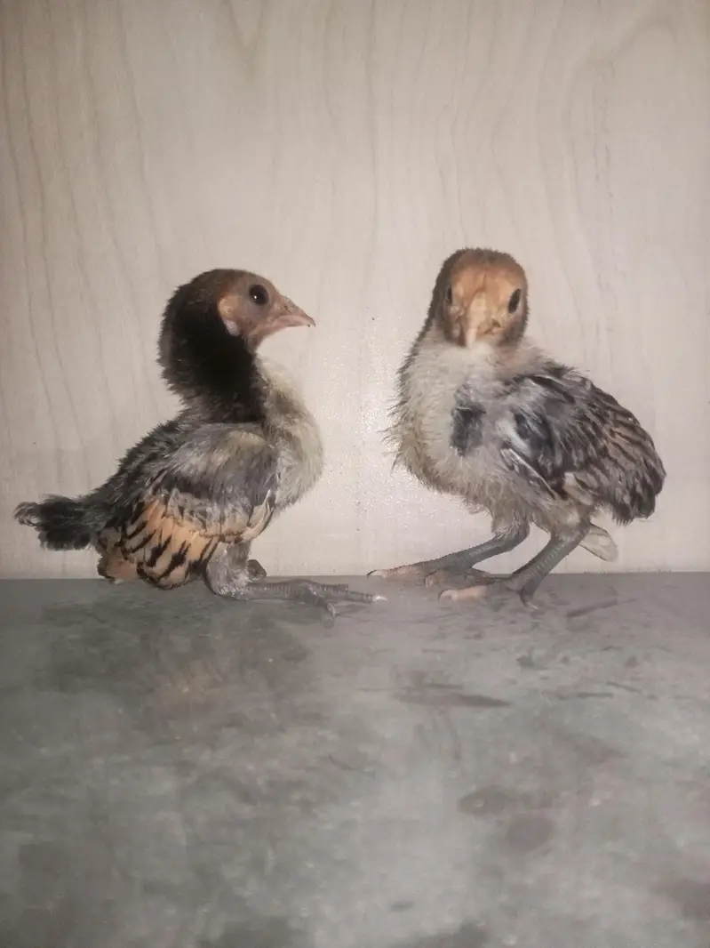 Golden Sebright Chicks — photo 4