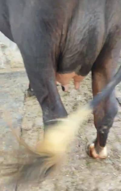 fresion cross cow/ Frizan cow for sale