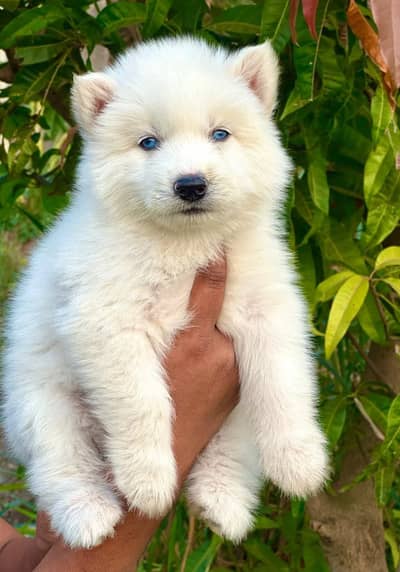Husky puppy