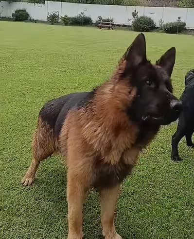 German shepherd European show line Pedigree imported blood line