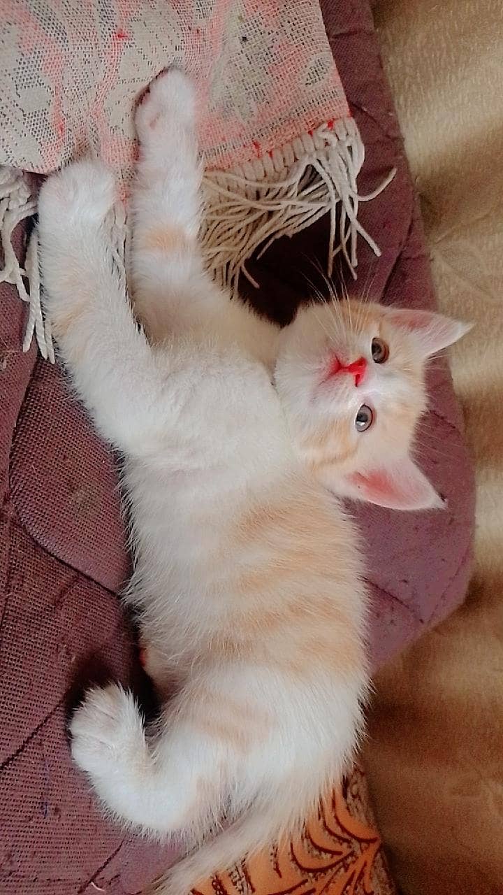 kittens 0