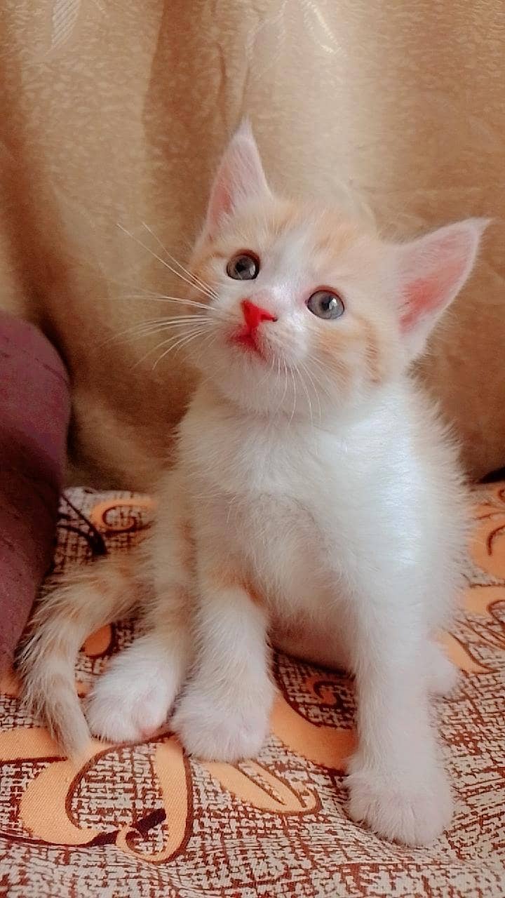 kittens 1