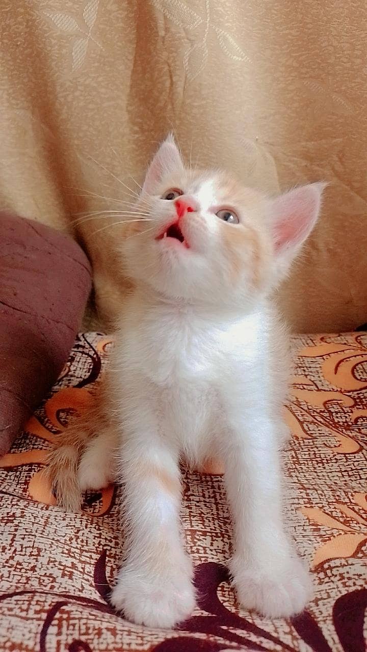 kittens 2