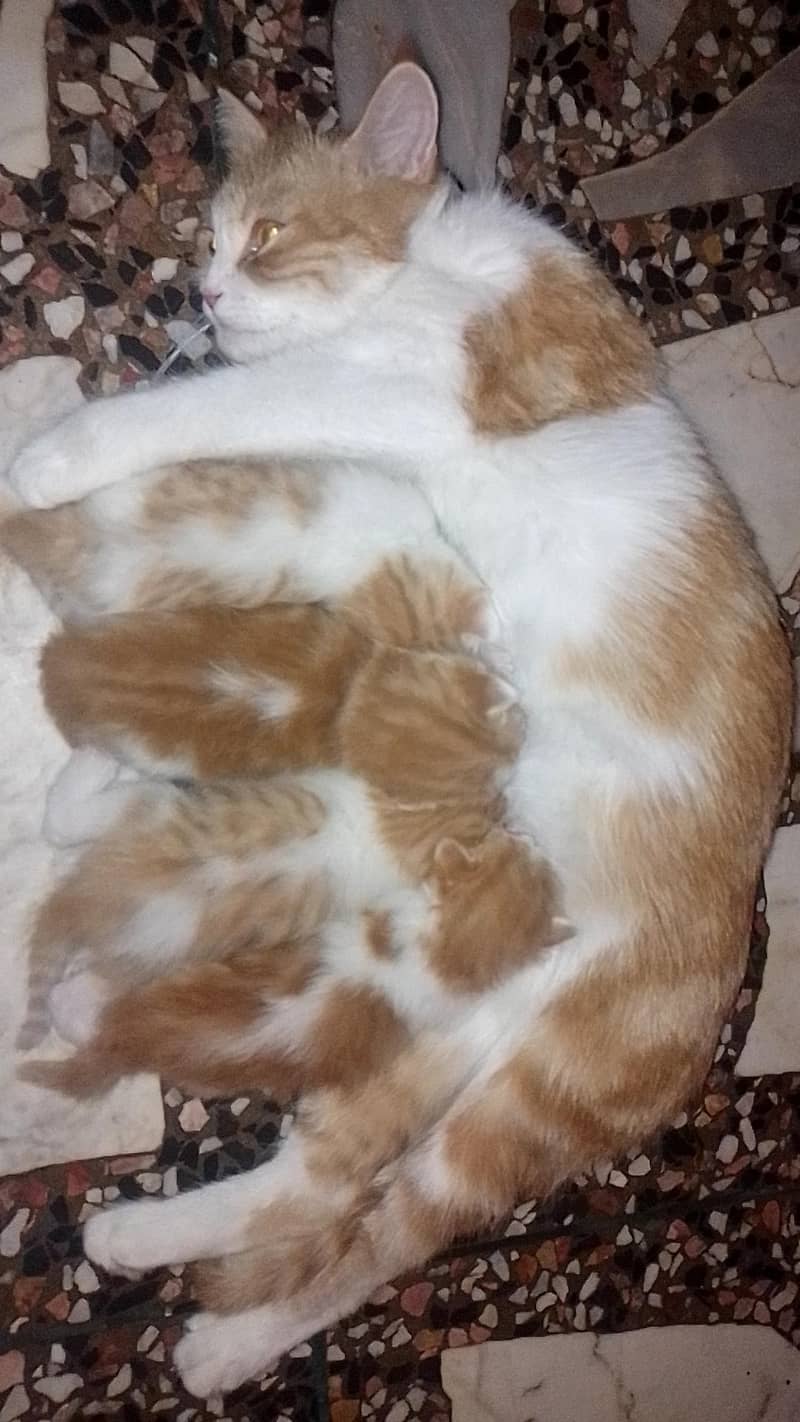 kittens 3