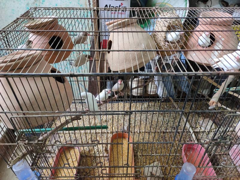 java bird colony 0