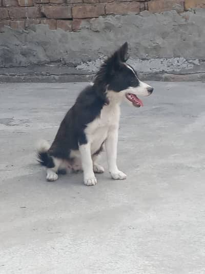Dog for sale Russian