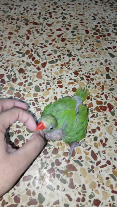 Ringneck Chick