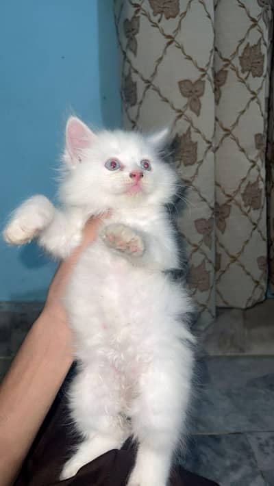 MALE. KITTEN FOR SELL