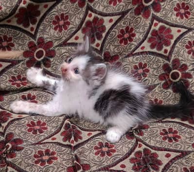 sami punch face kitten for sale