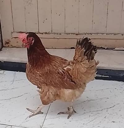 Missri Dasi Eggs wali Murghi
